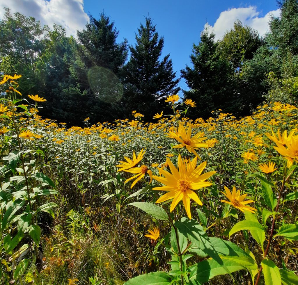 Field of sunflowers, trees in background, blue skies above