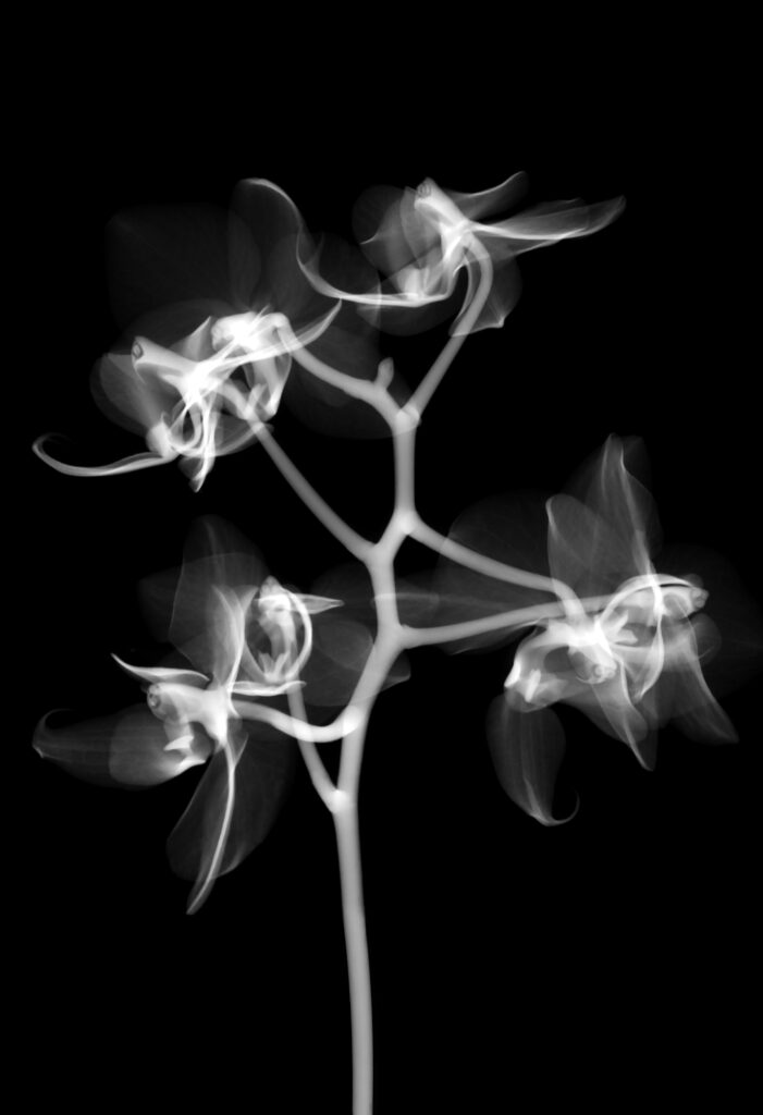 A close up xray of an orchid flower  that shows the personified facial features in the center column, with many of these small orchids hanging on the main stem, seemingly like a tree. 